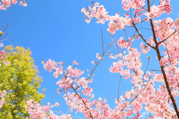 拉拉山的櫻花286512