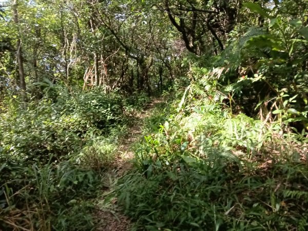 基隆市/萬里區界寮縱走之三界山+三界山西峰+開眼尖山+七分寮山+瑪七產道山泉水接水亭2979559