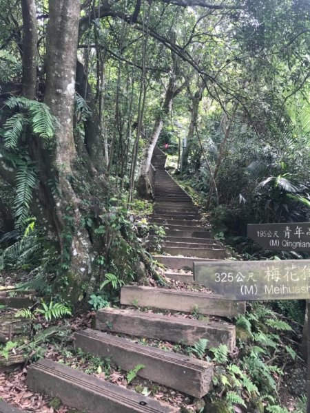 20190608新店獅頭山步道612416