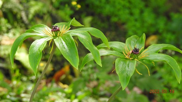 陽明山花季，追雲差強人意1646778