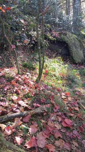 鳶嘴稍來賞楓行663209