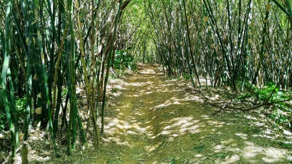 臺北大縱走第六段中華科大至捷運麟光站1483145