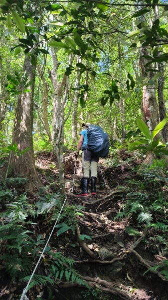 外鳥嘴蓮包山O縱2893186