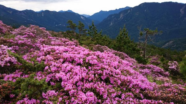 合歡山北峰 紅毛杜鵑611415