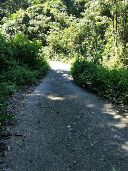 步道巡訪員 l 白毛山步道6月巡訪日誌996267