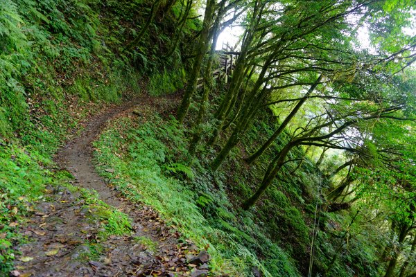 檜山巨木森林步道481483
