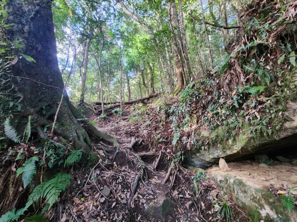 20250105鵝公髻山雲霧步道2726331