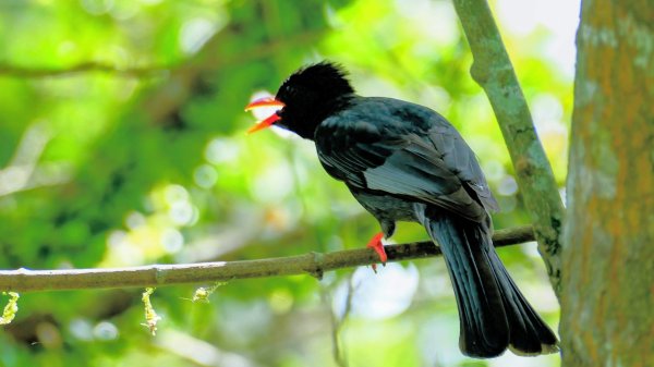 南勢坑小尖,大尖2816047