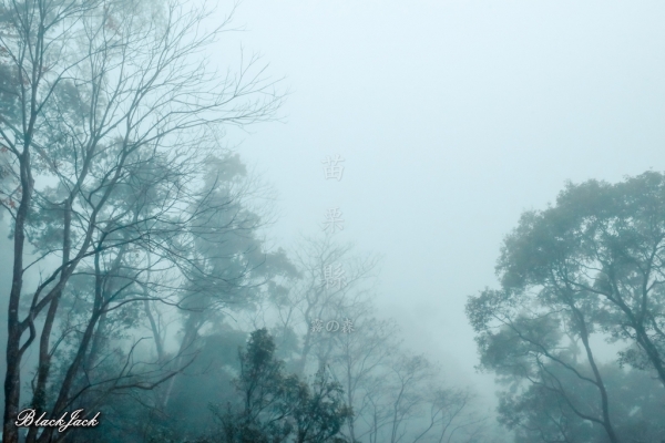 三義霧の森260929