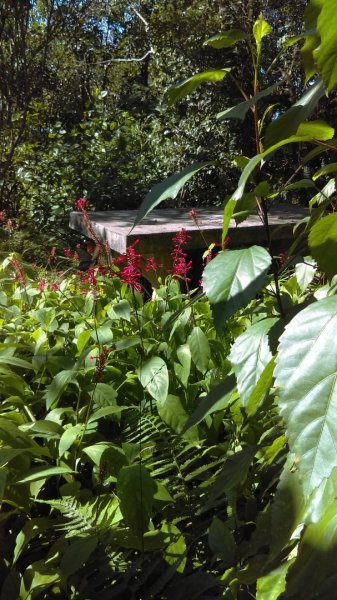 【臺北親山拓印趣】林蔭青蔥的大崙頭尾山738369