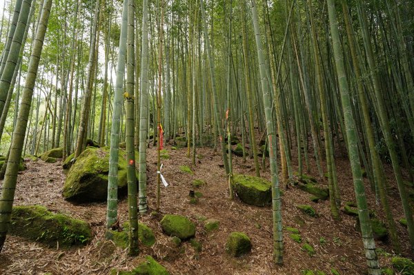南投 鹿谷 溪頭山、竹崙山、志騰山2730645