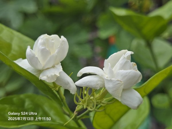 2025-07-13臺北大縱走第四段：風櫃口至中華科技大學2836018