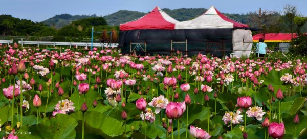 金山清水濕地 5/31 #牡丹蓮 #香水蓮2799986