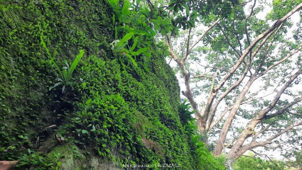 《台北》城市晨運｜虎山親山自然步道（松山慈惠堂）202505222795776