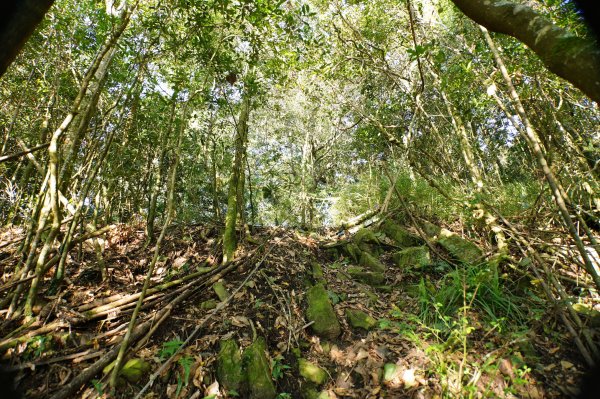 新竹 五峰 鳥嘴山、大窩山2956856