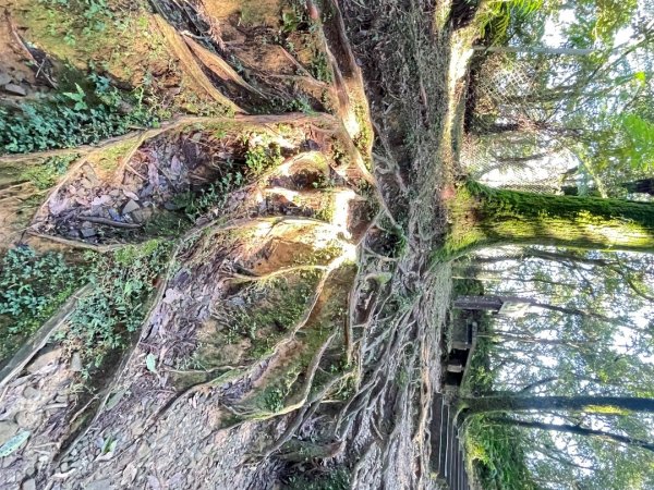 東眼山 自導式步道 三角點2975868