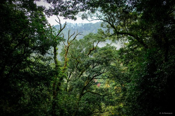 [冬訪大霸聖山岳參行]-大鹿林道東線榆金楓紅與九九山莊精選輯2974693