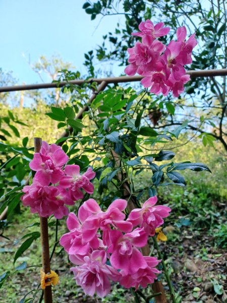 【彰化員林】視野豐富的郊山步道。 大峰巷步道x十八觀音步道x挑水古道x碧山古道O繞2771899