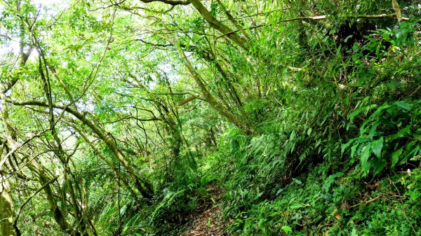 環七星山步道2837896