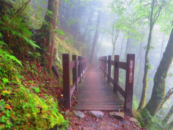 【新竹】觀霧迷幻森林：檜山巨木群步道1111969