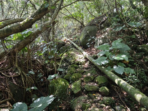 [淡蘭古道] 2026_0502 北路第二段_雞母嶺古道3047936