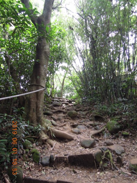 20190601_飛鳳山中坑山835933