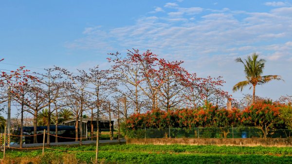 《臨江仙。木棉春色》2735232