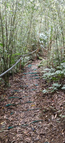 2026-0307 造鎮-文筆山-天華山-南勢角山-蘭花亭-牛伯伯3015837