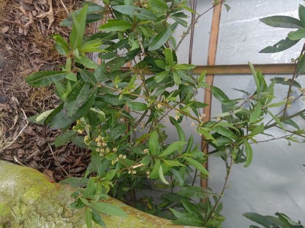 梅山鄉撿山頭2449383