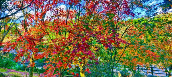 #花卉試驗中心 #永公路500巷 #平菁街42巷 #原住民公園 #士林官邸 1/42976623