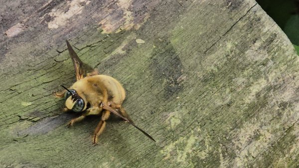 台中大坑頭嵙山（大冠鷲／木蜂／五色鳥／血藤花／鳳凰花）2756686