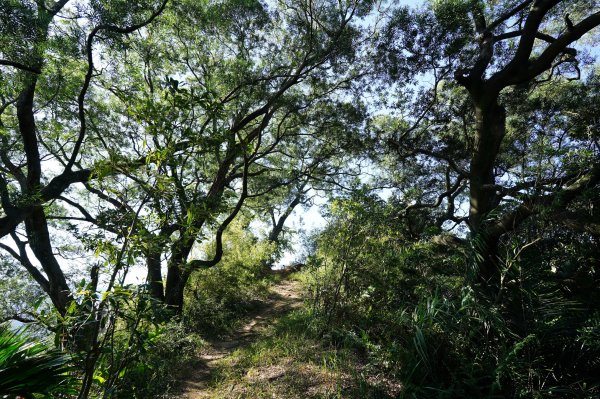 新北 汐止 學頭坡山、老鷲尖山、水尾潭山、內溝山2603830