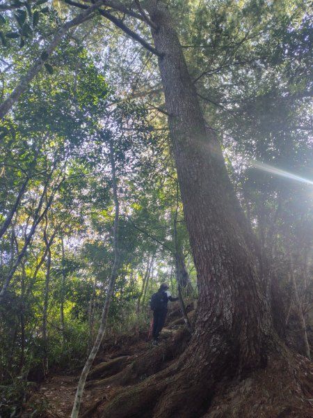 唐麻丹山 蝴蝶谷2918953