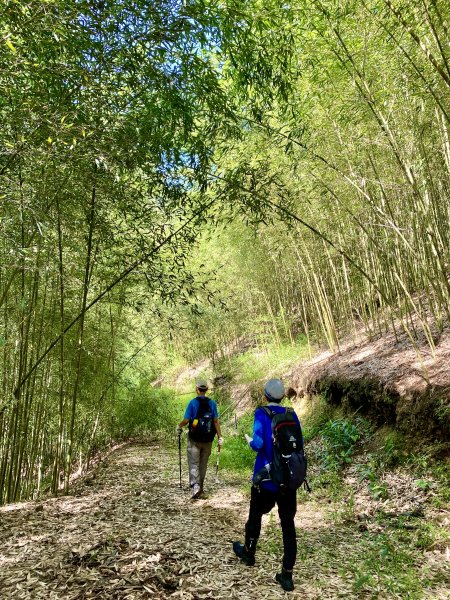 台中和平登觀音山東北峰.神谷山.遠藤山東峰.竹林.達觀山    2022/6/291749927