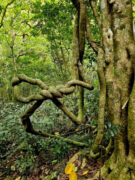 女仍山-小百岳#79-屏東縣獅子鄉2732103