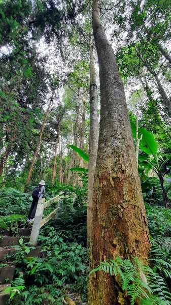 《南投》竹林茶園｜鳳凰谷步道環鳳凰山寺O繞202506222817509