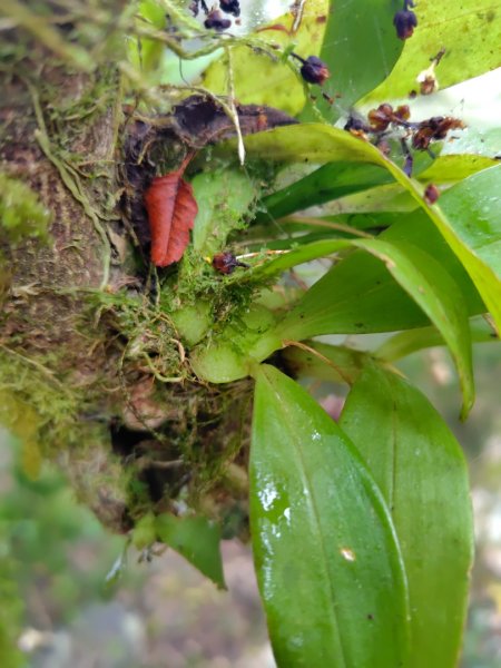 白藍狐貍出狐貍尾/狐貍縱走2796276