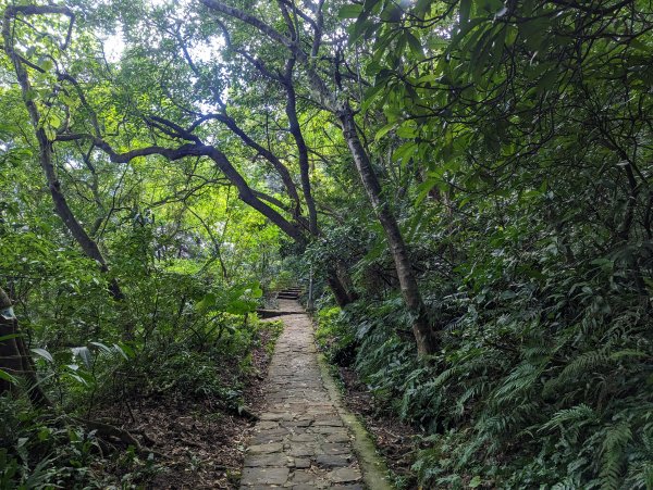 大湖公園。白鷺鷥山親山步道1960524