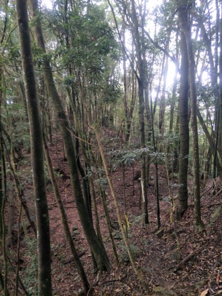 谷關七雄:阿白縱走-白毛山+太郎山+次郎山1513753