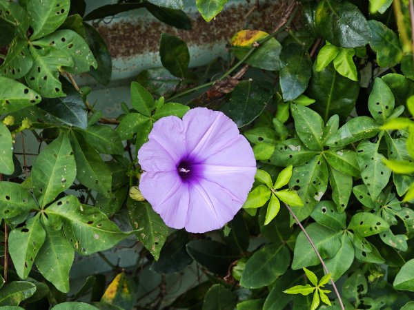 [霄裡好風光，運動樂悠遊！-3/10] 2025_0608 青年體驗學習園區2808123