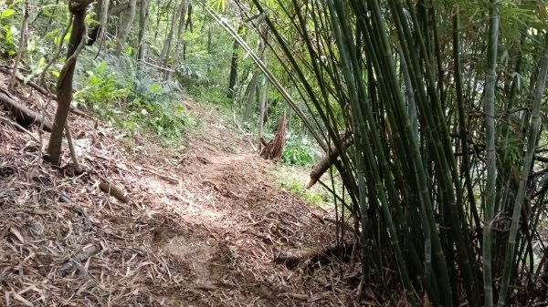 基隆市三角洲嶺山-三角洲嶺北峰-池塘-獅球嶺東砲台山-獅球嶺-獅球嶺北峰-劉銘傳隧道3067305