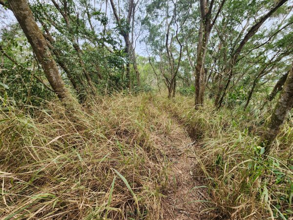 20250101海口山、糠榔埔山、闖水窩山及大牛朝山2726206