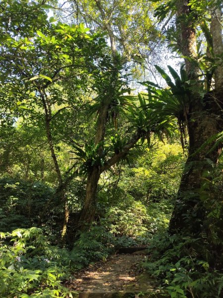 微笑山線：【二格山系】筆架連峰段2963174