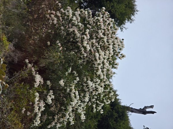 終於看到1000元背面的山景登頂玉山北峰／前峰2495866