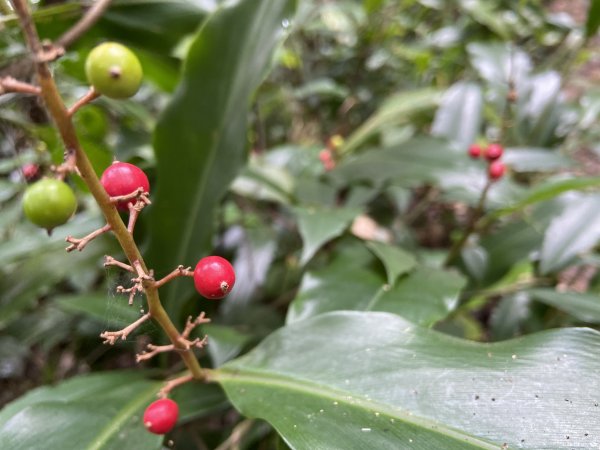 登二格山展望佳|Mt. Erge|草湳線O型|小百岳|峯花雪月2322420