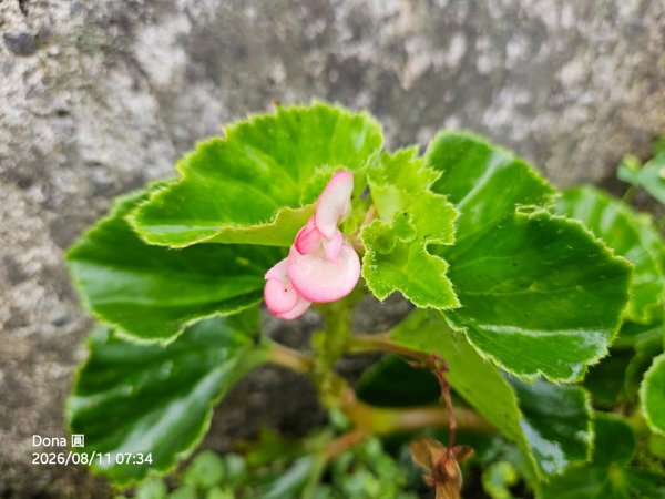 艋舺崙古道上新路尾山連走大平林山古厝O走3102721