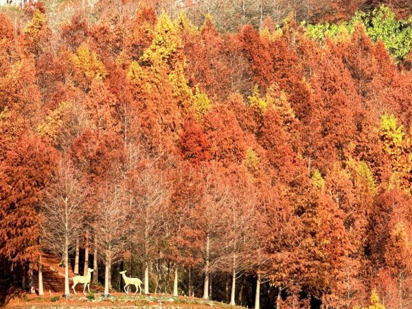 聚興山 新田步道 龍興巷落羽松