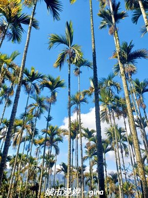 【南投魚池】郊山好視野。 金龍山(槌仔寮山)步道2976305