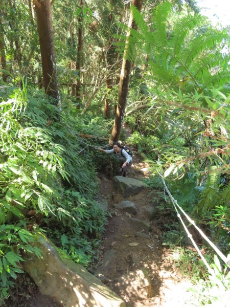 仙山登山步道O形走+小百岳No.33仙山2715841