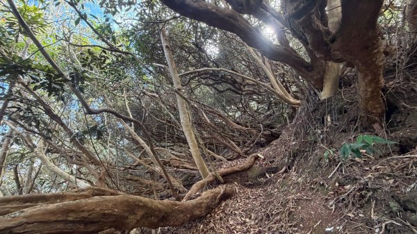 埔里六秀 《有勝山 2105m》2025 12/132961243